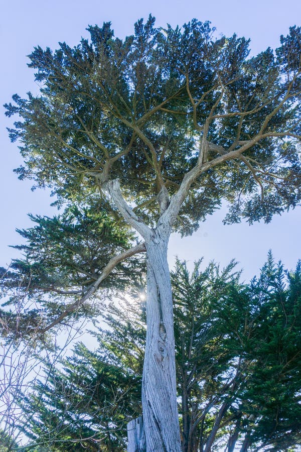 Tall Cypress Tree, Half Moon Bay, California Stock Image Image of coast, tree 135808999