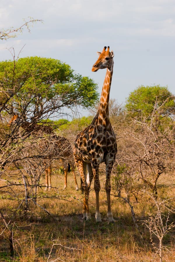 Tall Giraffe In South Africa Stock Image - Image of wildlife, dangerous