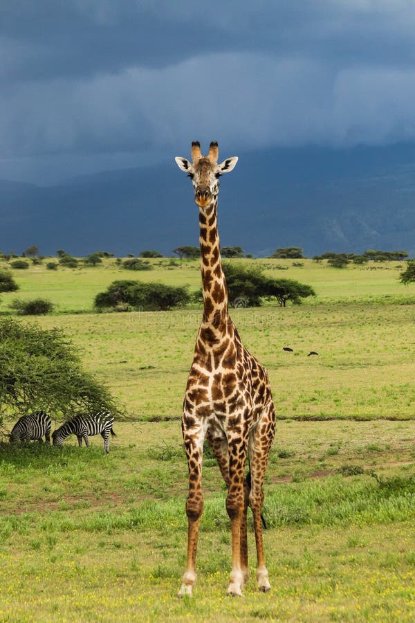 Tall Giraffe stock image. Image of legs, attentive, animal - 7298907