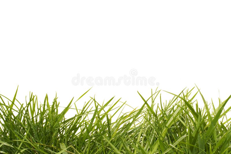 Tall grass