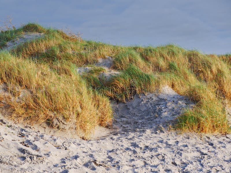 Tall grass on dunes with many footprints on the sand. Concept busy tourist place, Cloudy sky