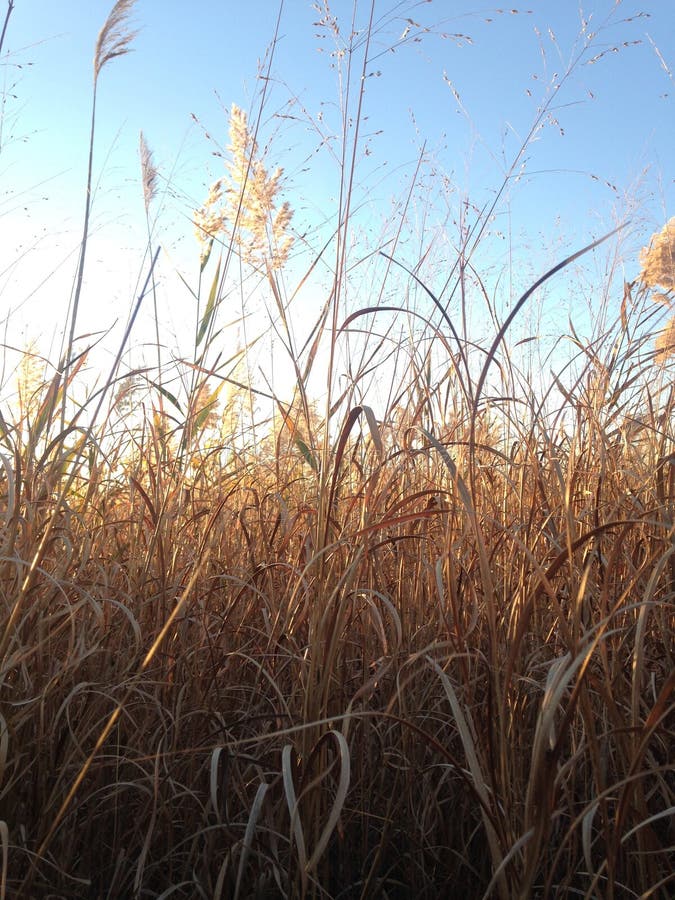 Tall Grass in the Field the Fall. Stock Photo Image of sunlight