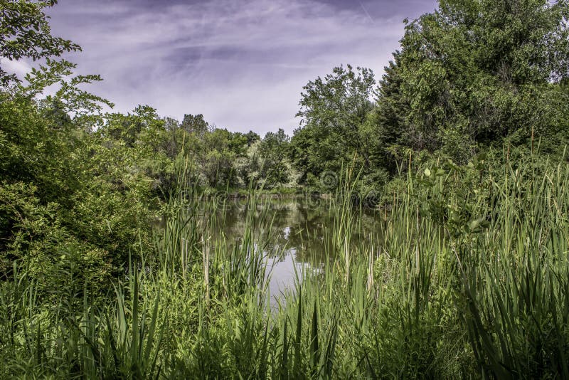 Tall Grass stock image. Image of boise, grass, deciduous 152369341