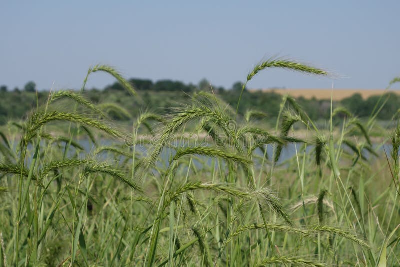Tall grass at seed. stock photo. Image of seed, grass 35336706