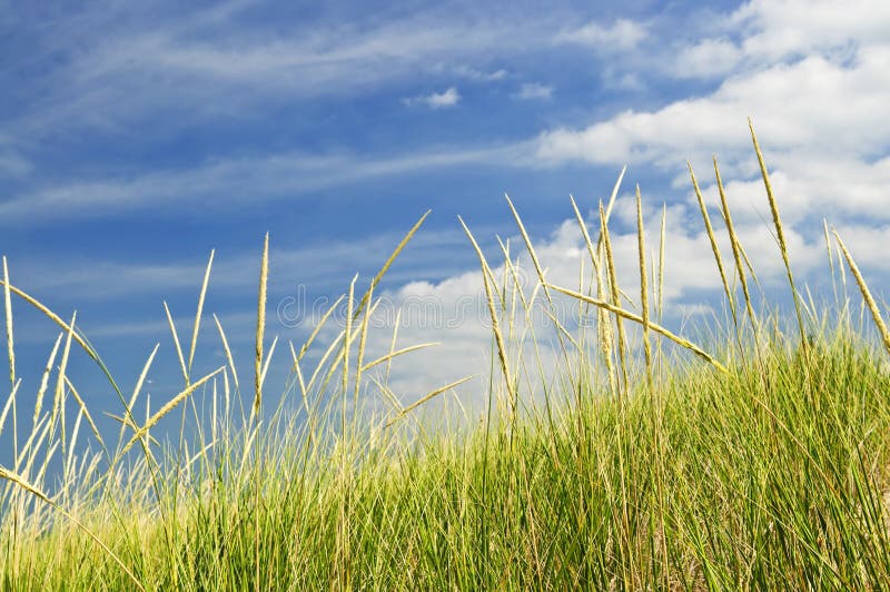 Tall grass on sand dunes