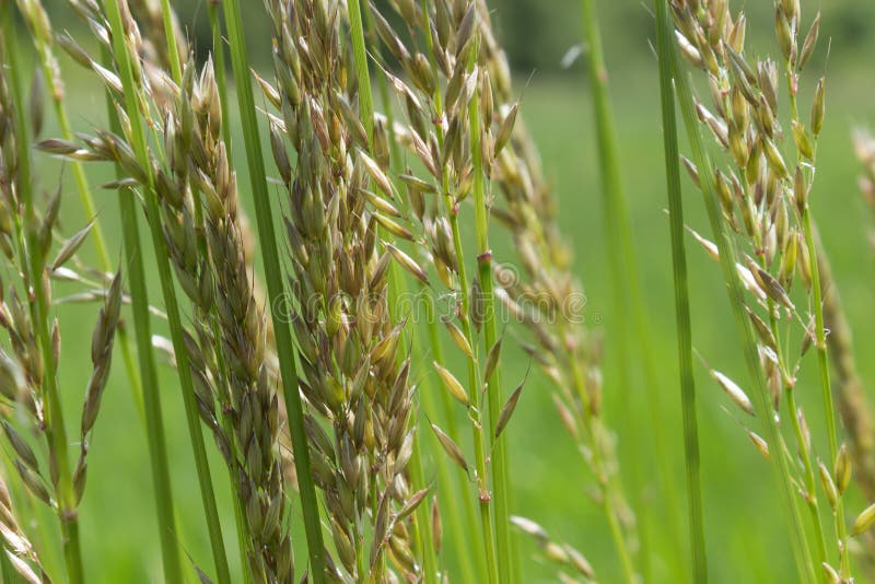 Tall Grass and Weeds in the Meadow Stock Photo Image of stem, natural