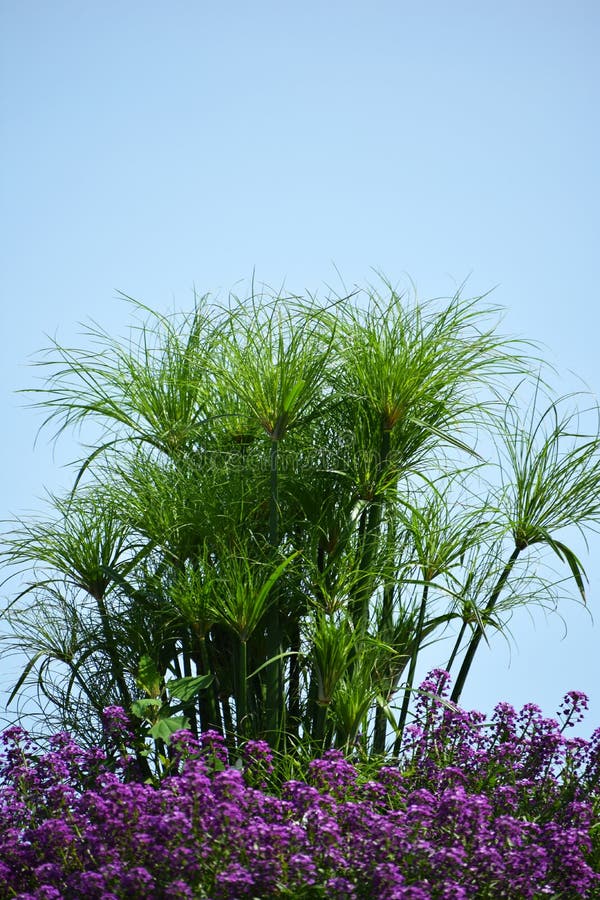 Tall Grasses in Flowers stock image. Image of purple  96361843