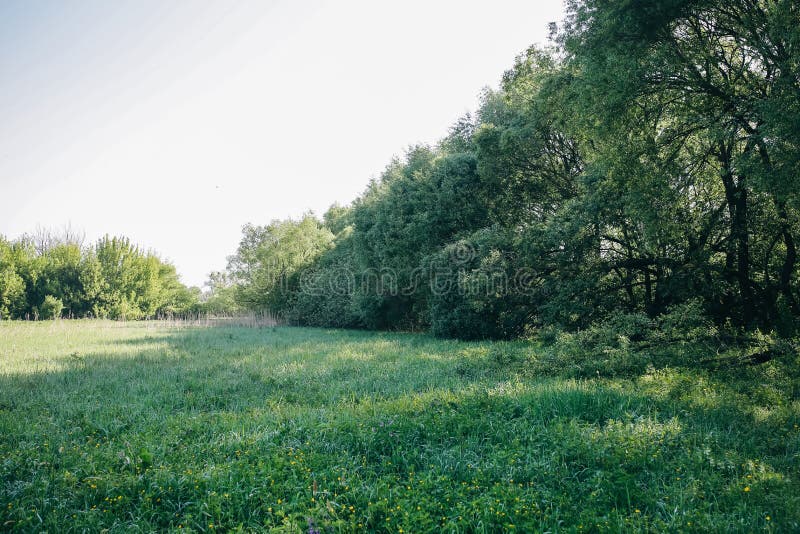 Spring And Summer Wallpaper With Green Grass And White Flowers Stock