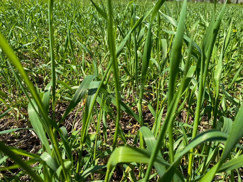 Tall Green Natural Grass with Tall Stems of Weeds Stock Image Image