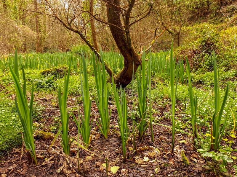Tall Green Plants Around Tree in a Marsh Stock Image Image of spring Tall Green Plants Around Tree in a Marsh Stock Image Image of spring