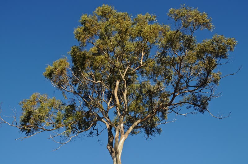 Tall Gum Tree in Tasmania Australia in Summer Stock Image Image of