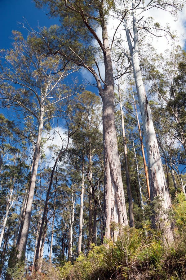 Tall gum trees stock image. Image of eucalyptus, treescape 36712603