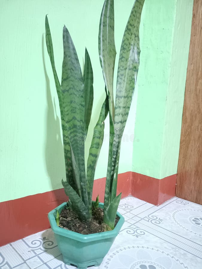 Indoor Snake Plant in a White Ceramic Pot Stock Photo Image of living