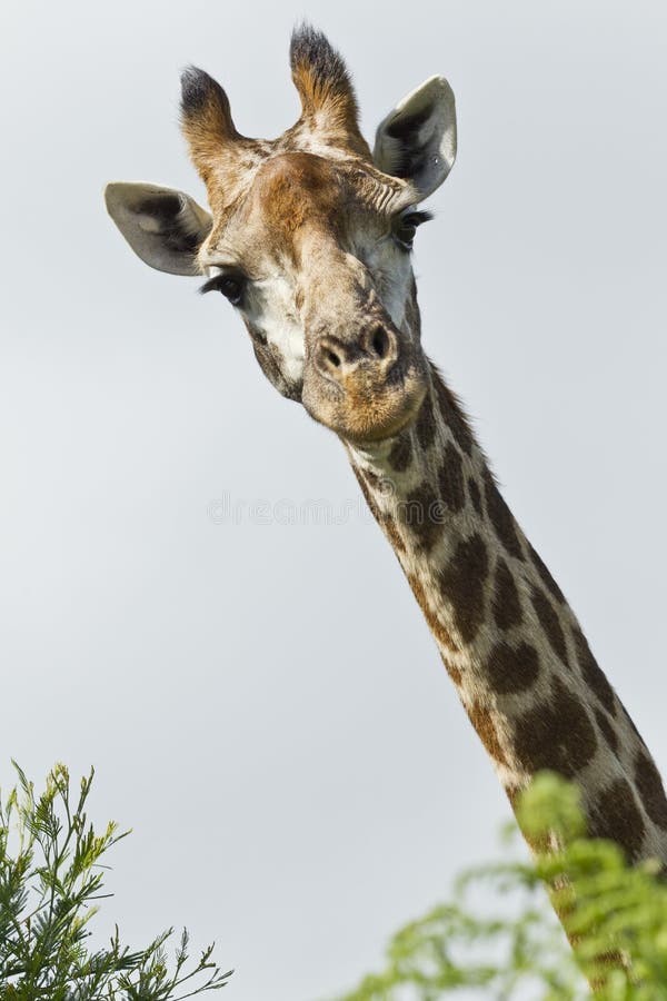 Inquisitive Giraffe