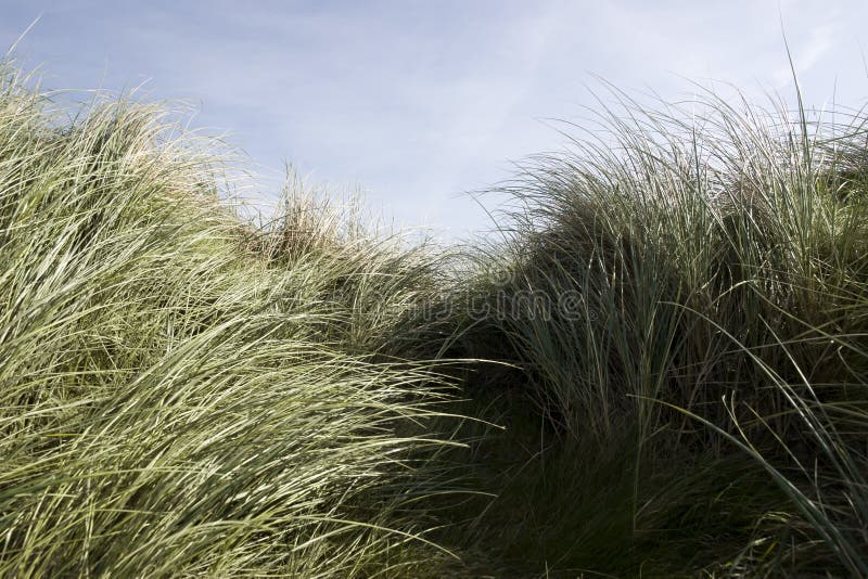 Tall kerry dune grass