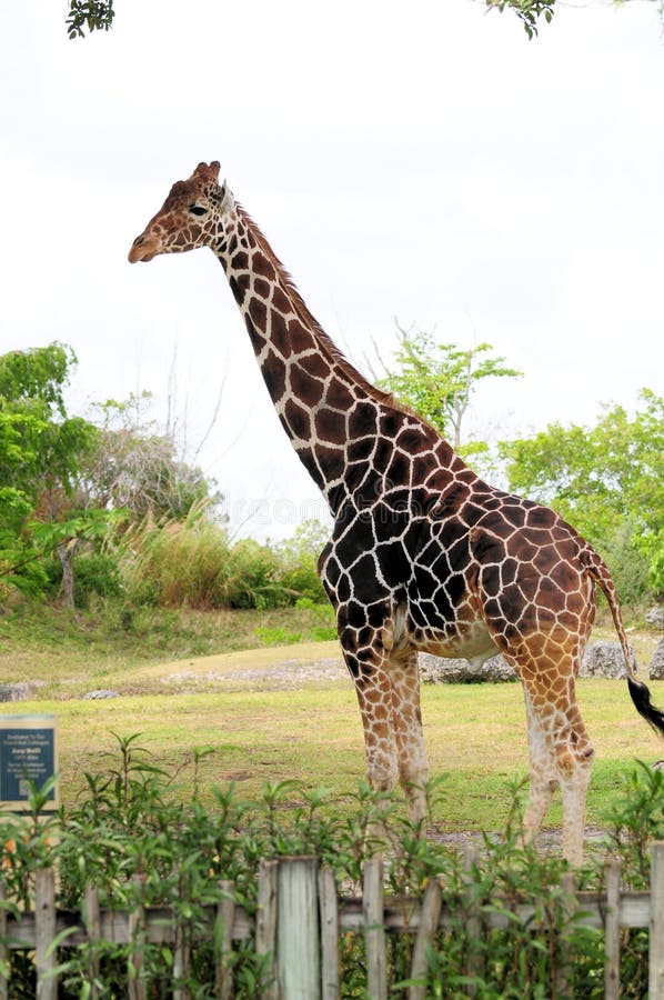 Tall Male Giraffe stock image. Image of wild, tropical - 24408231