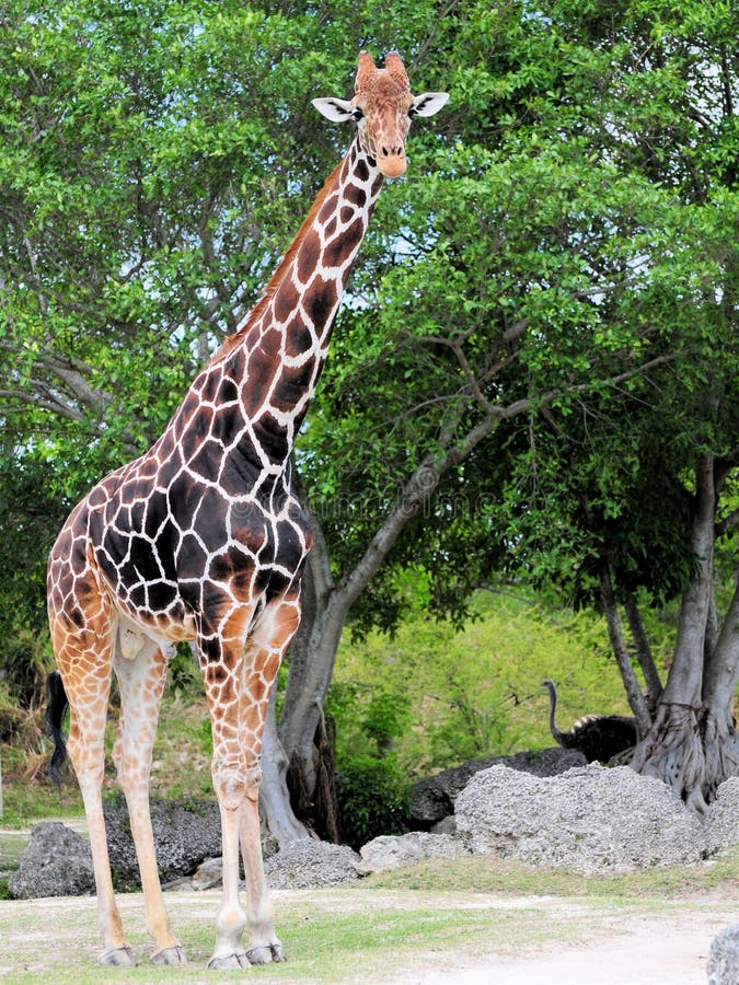 Giraffe stock photo. Image of nature, green, travel, animal - 685946
