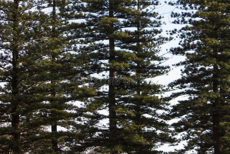 tall norfolk pine trees
