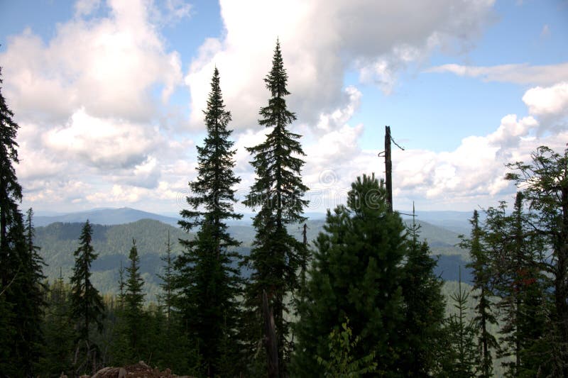 Tall old pine trees on a background of hilltops under a cloudy sky