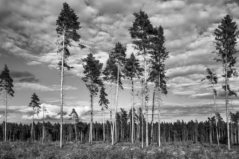 Tall old pine trees. stock image. Image of botanic, growth 74241327