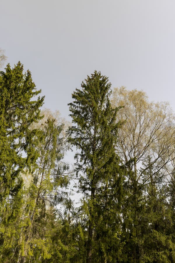 Tall old pines with long green needles, tops royalty free stock photo