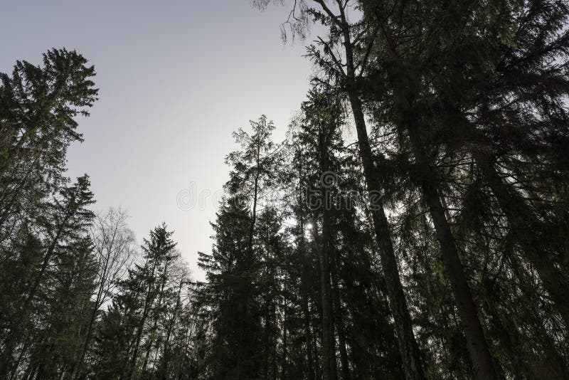 Tall old pines with long green needles, tops stock photography