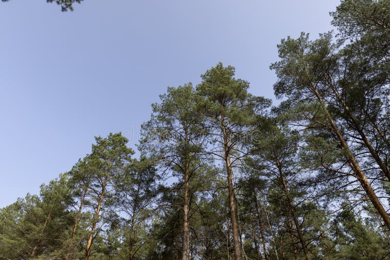 Tall old pines with long green needles, tops stock photos
