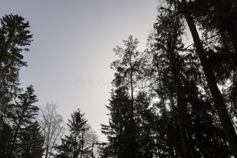 Tall old pines with long green needles, tops stock image