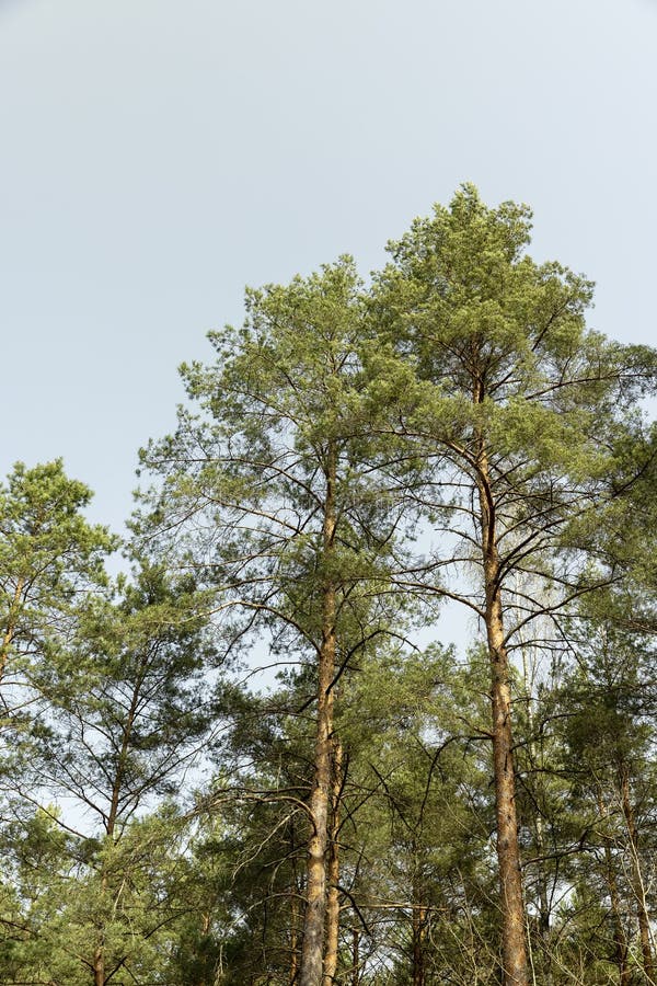 Tall old pines with long green needles, tops royalty free stock photos