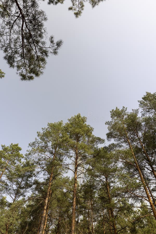 Tall old pines with long green needles, tops stock photos