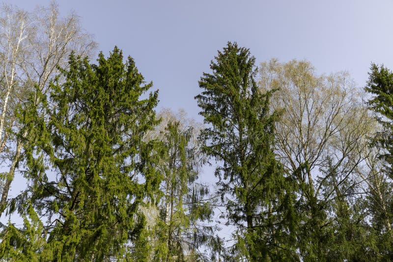 Tall old pines with long green needles, tops royalty free stock image
