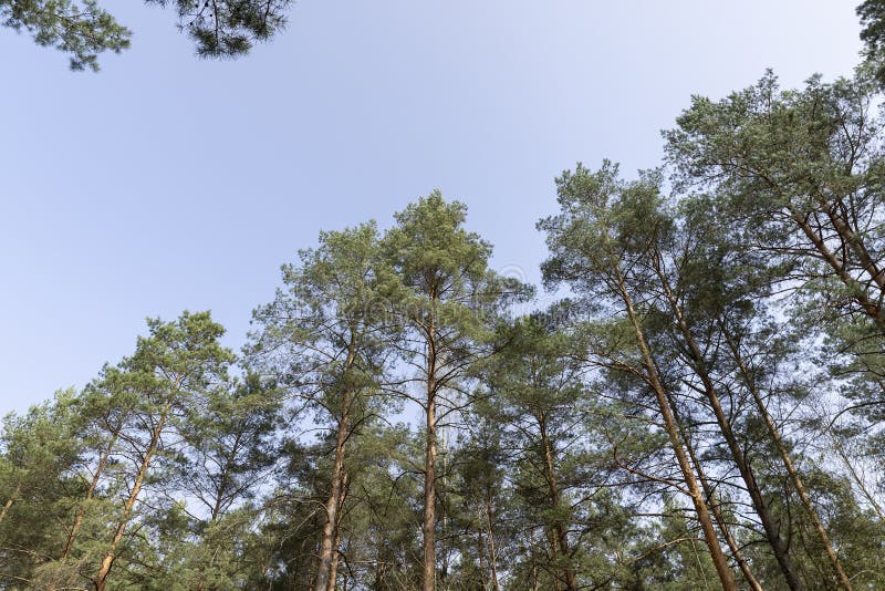 Tall old pines with long green needles, tops royalty free stock photo