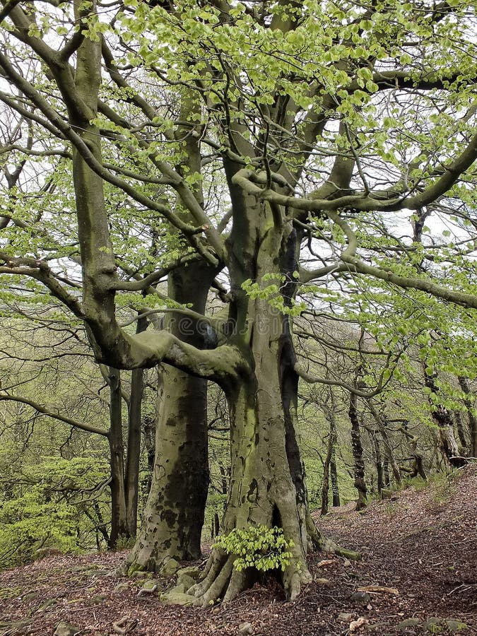 Tall old stately beech trees with vibrant green spring leaves moss covered bark and large roots in hillside forest in yorkshire royalty free stock images Tall old stately beech trees with vibrant green spring leaves moss covered bark and large roots in hillside forest in yorkshire royalty free stock images