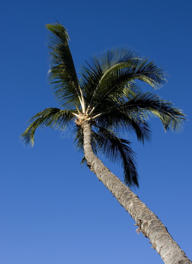 Tall Palm Tree Picture. Image 3927360