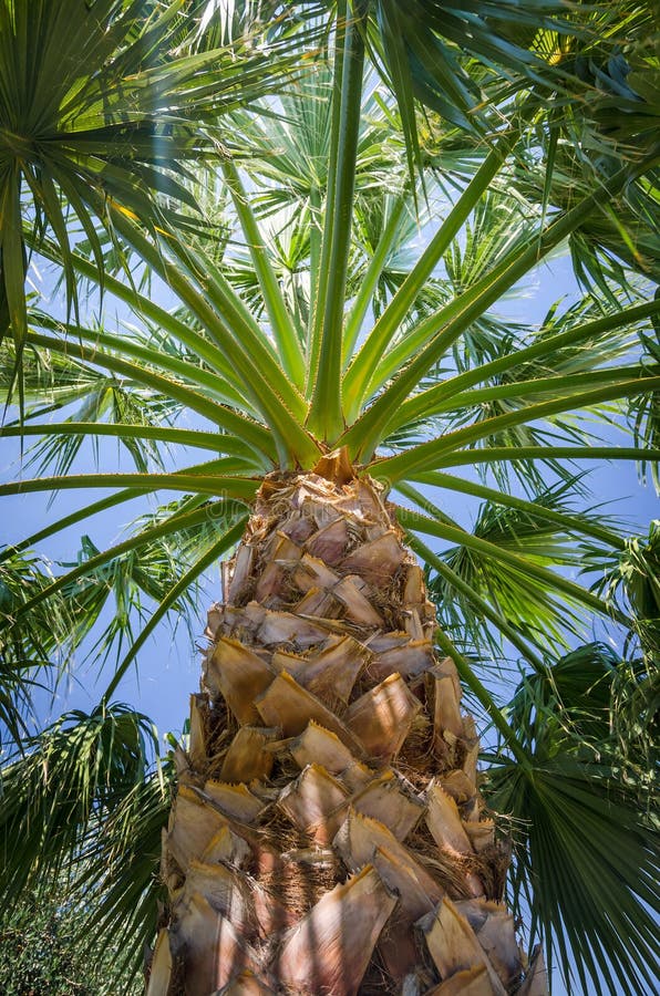 Tall palm tree with blue sky background royalty free stock photography