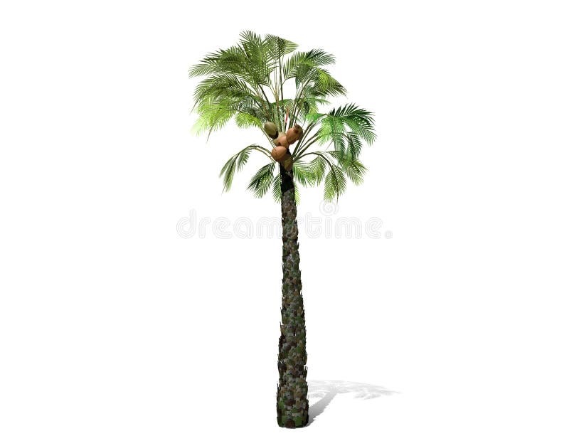 3D rendering - A tall palm tree isolated over a white background. Suitable for use in architectural design or Decoration work. Used with natural articles both on print and website, 3D illustration.