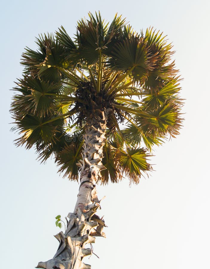 Tall palm trees royalty free stock photos Tall palm trees royalty free stock photos