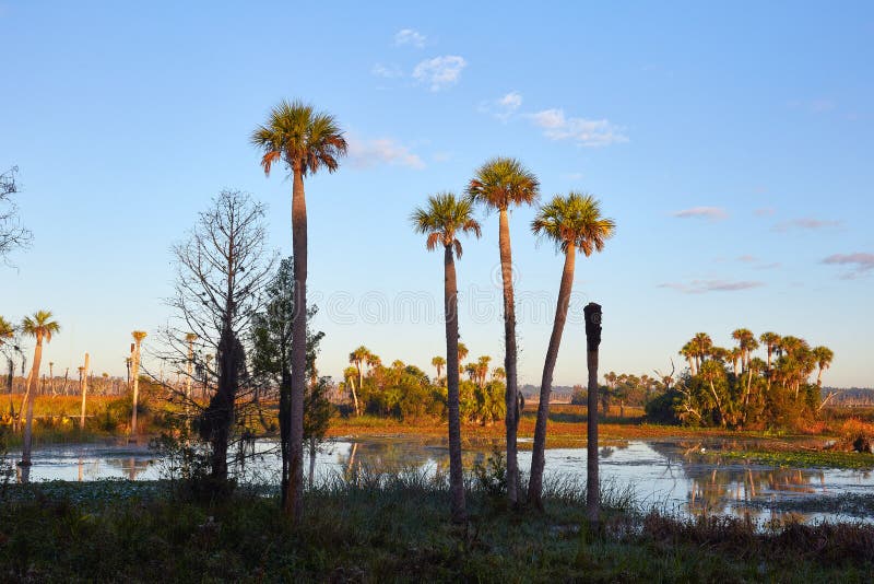 Tall Palm Trees in a Scenic Wetlands Area royalty free stock images Tall Palm Trees in a Scenic Wetlands Area royalty free stock images