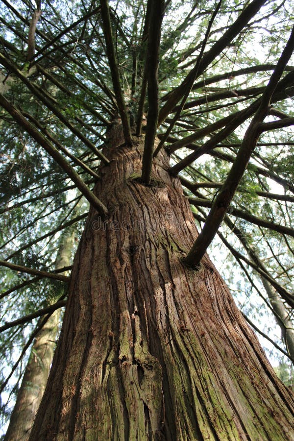 A tall stock image. Image of mount, pinewood 141206055