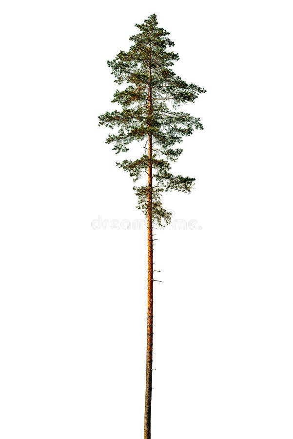 Tall pine trees in winter stock image. Image of landscape - 12892807