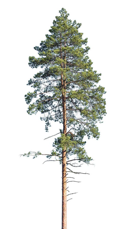 Tall Pine Tree Isolated on a White Stock Photo - Image of forest