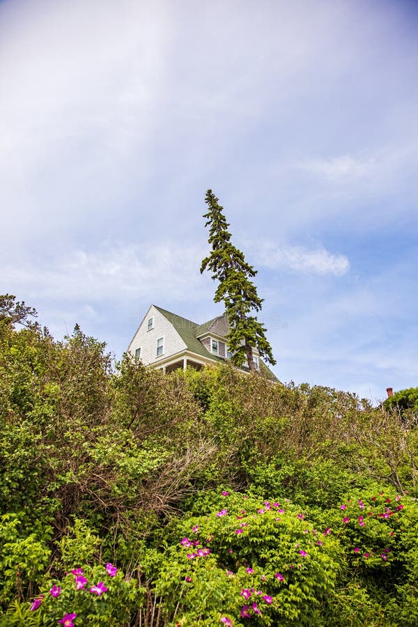 Tall Pine tree leaning over house