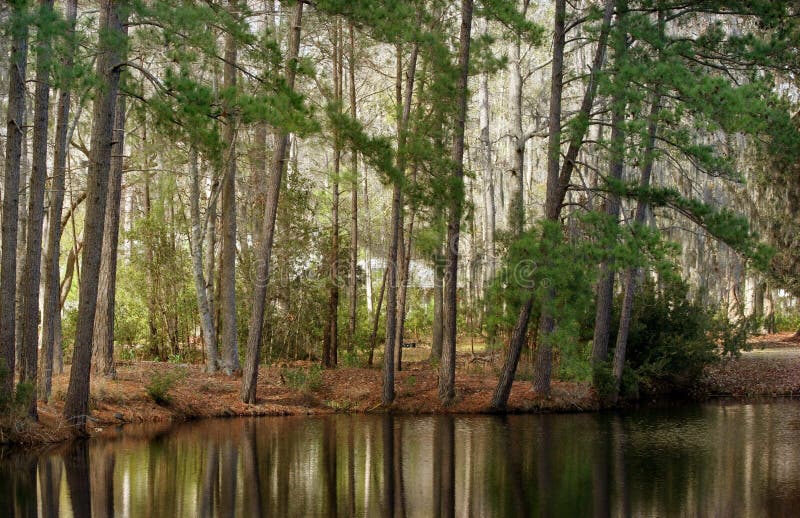 Tall pine trees along a tranquil lake.