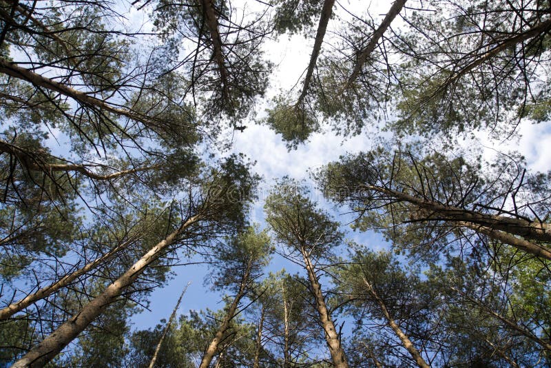 Tall pine trees on background a blue sky