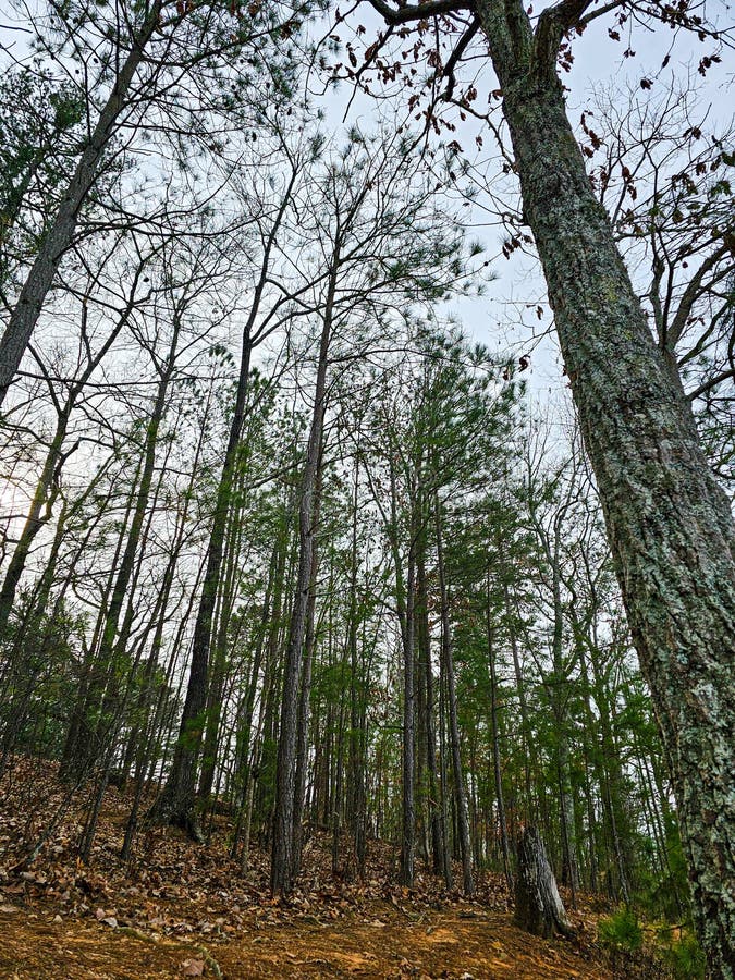 Tall Pine Trees in the Forest in Autumn. Landscape. in Indian Seats. GA