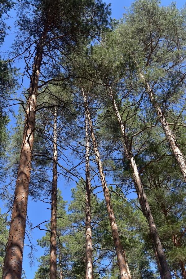 Tall Pine Trees in the Forest Stock Image Image of color, path 138081133