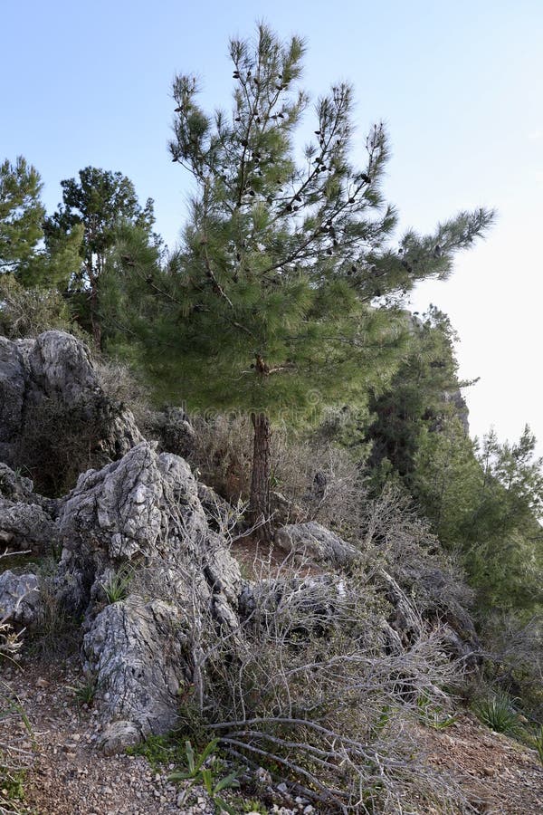 Tall pine trees stock photo. Image