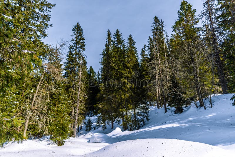 Vysoké borovice vo Vysokých Tatrách na Slovensku