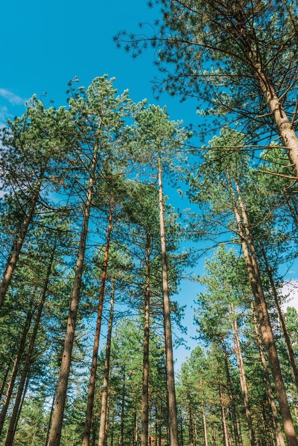 Tall pine trees stock photo. Image of tree, nature, green 165482582