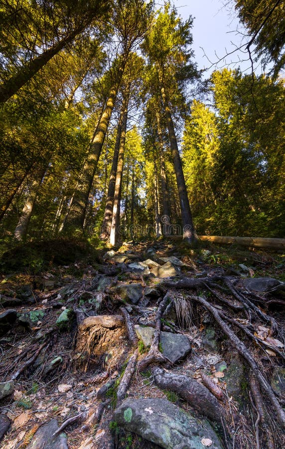 Tall pine trees roots stock image. Image of majestic 67928751